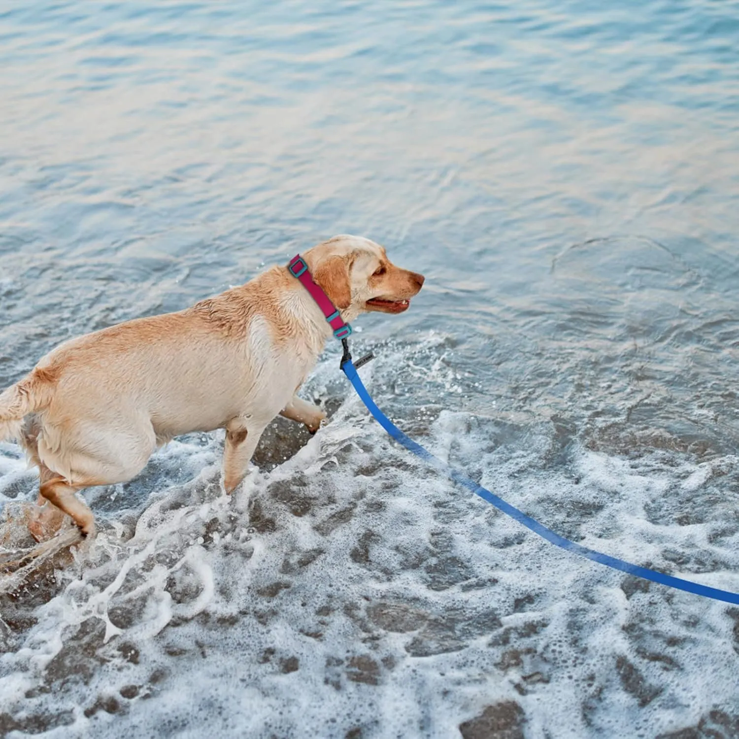 9m Blue Heavy Duty Robust Training Dog Leash with Anti-Slip HandleWaterproof Long Dog Leash for Outdoor Activities