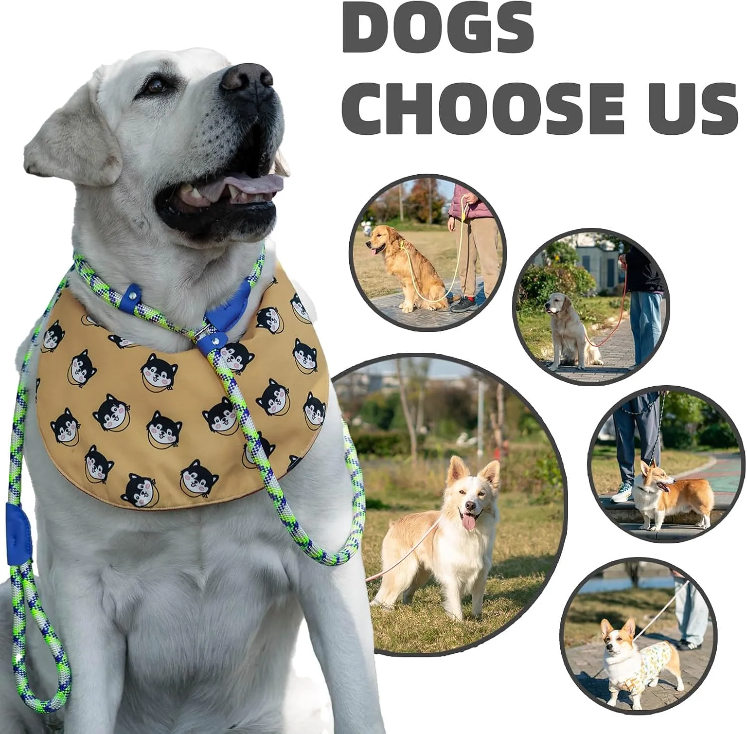 Durable Slip Leads for Dogs, Heavy Duty Strong Rope Slip Leash for Large, Medium Dogs No Pull Training Leashes (Purple and Green Alternating Set, 1/2" x 6 FT (30~120 lbs.))